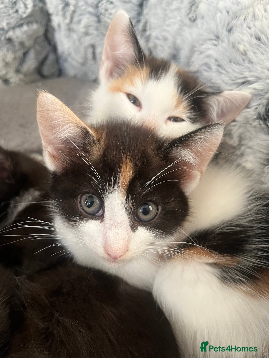 Mixed Breed cats for sale: Kittens for sale  - Image 5
