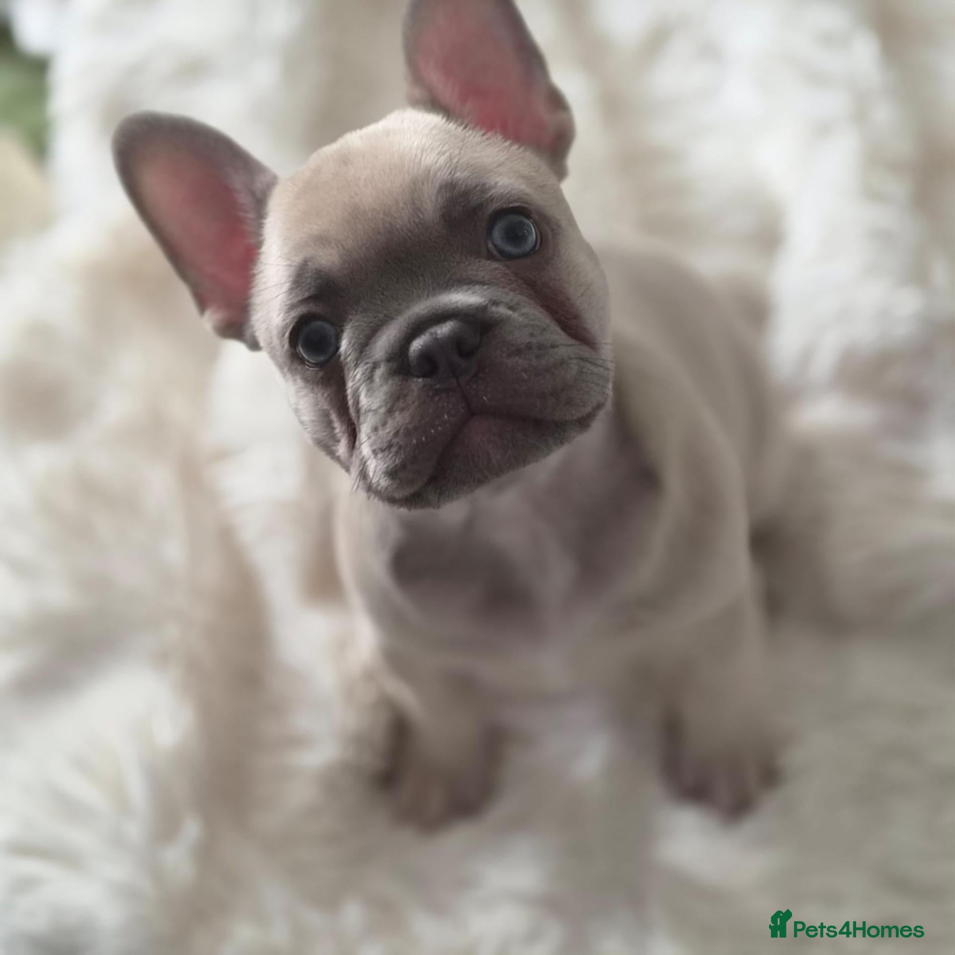 French Bulldog dogs Lilac fawn beautiful Frenchie boy. Singleton - Advert 9