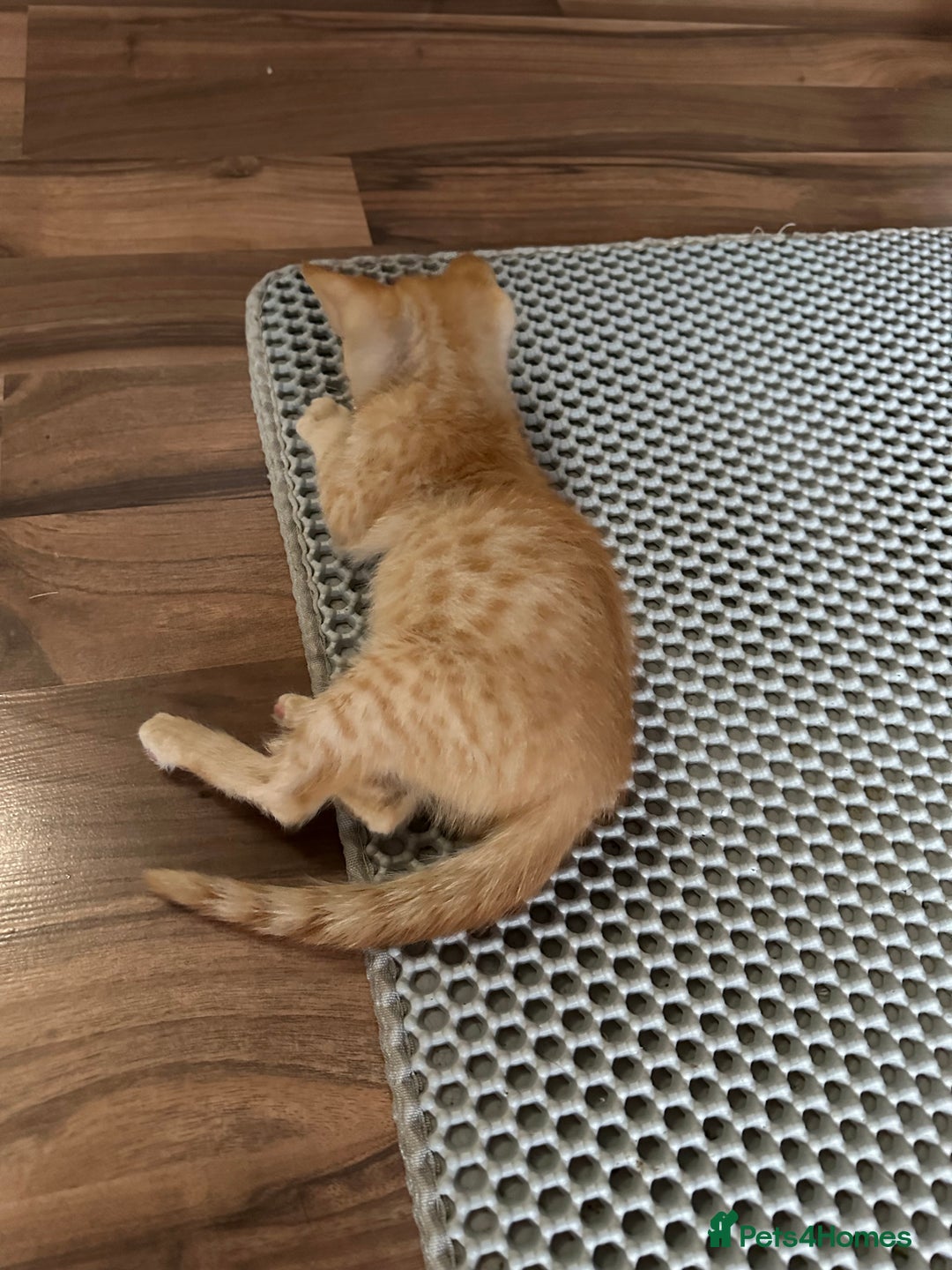 Mixed Breed cats for sale: Amazing Half Bengals !!! - Advert 8