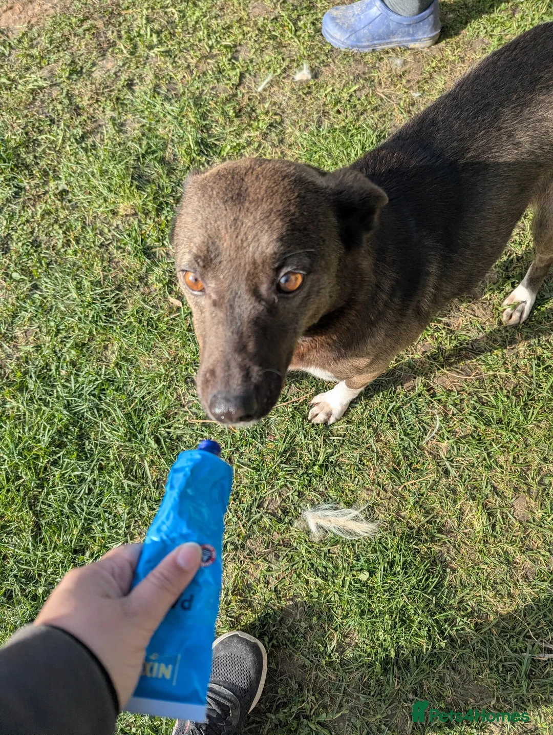 Mixed Breed dogs for adoption: Beautiful Bea for Adoption  - Advert 3