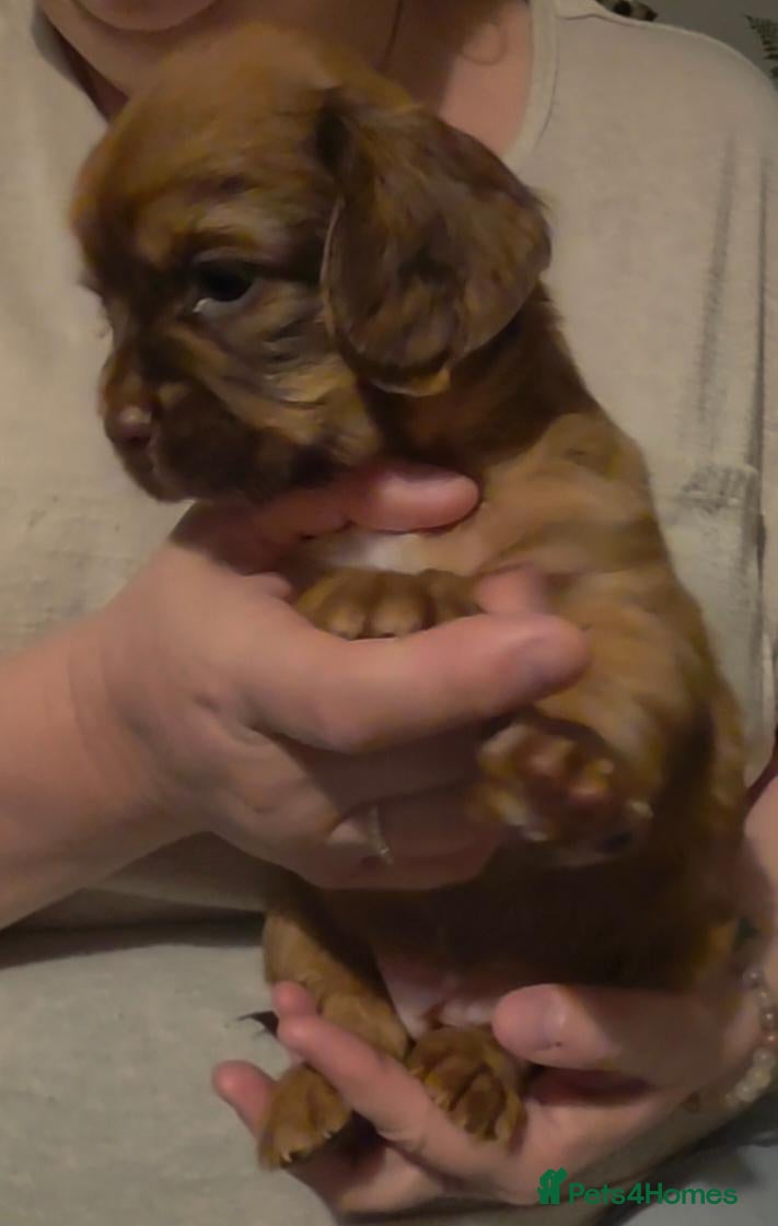 Mixed Breed dogs for sale: READY NOW Cocker Spaniel x Fenchie puppies - Advert 10