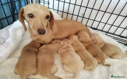 Miniature Dachshund dogs for sale: MINI DACHSHUND CREAM PRA CLEAR - Image 30