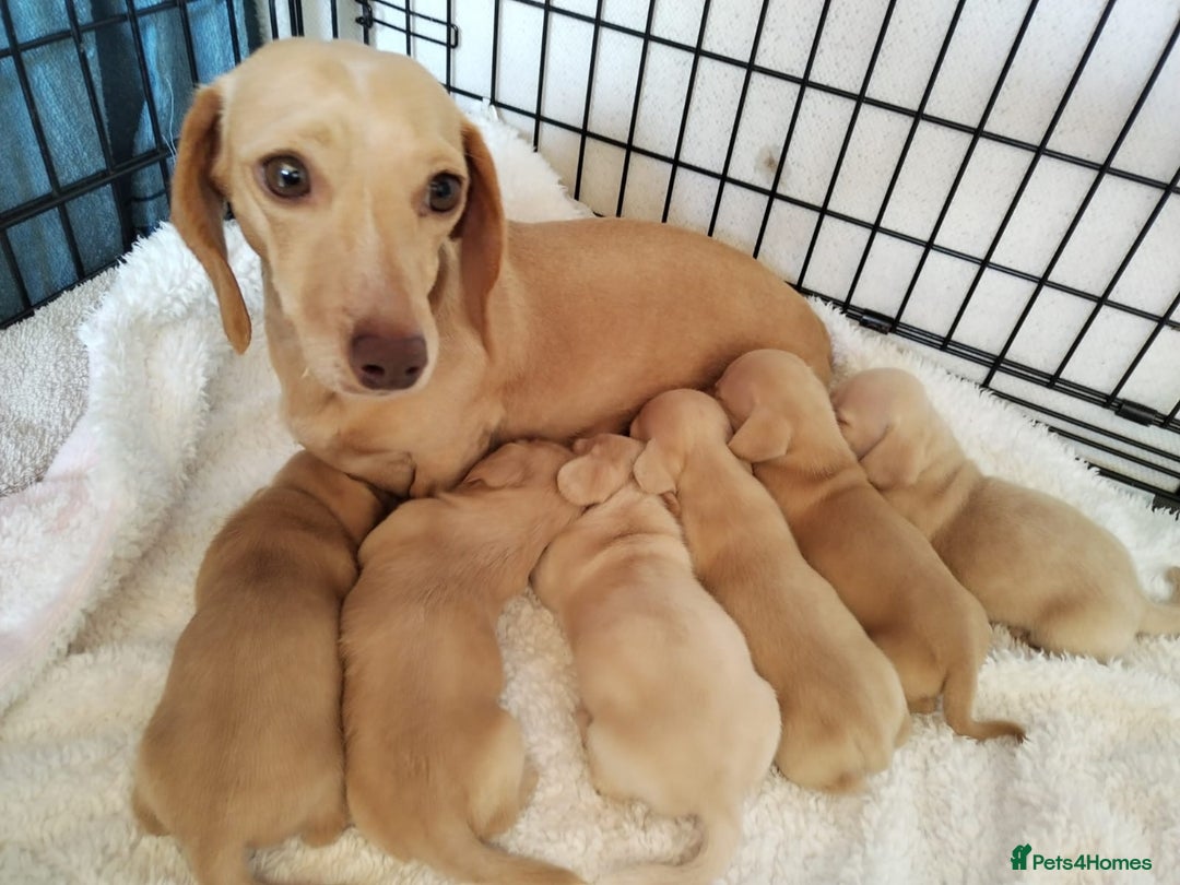 Miniature Dachshund dogs for sale: MINI DACHSHUND CREAM PRA CLEAR - Image 30