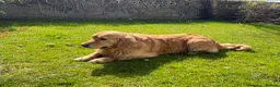 Golden Retriever dogs for sale: Chunky golden retriever puppies, kc registered in Poulton-le-Fylde - Advert 24