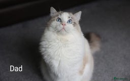 Ragdoll cats for sale: GCCF active registered female, championship bl  in Leyland - Image 5