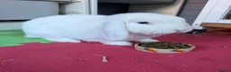 Dwarf Lop rabbits for sale: White dwarf lop in Addlestone - Advert 1