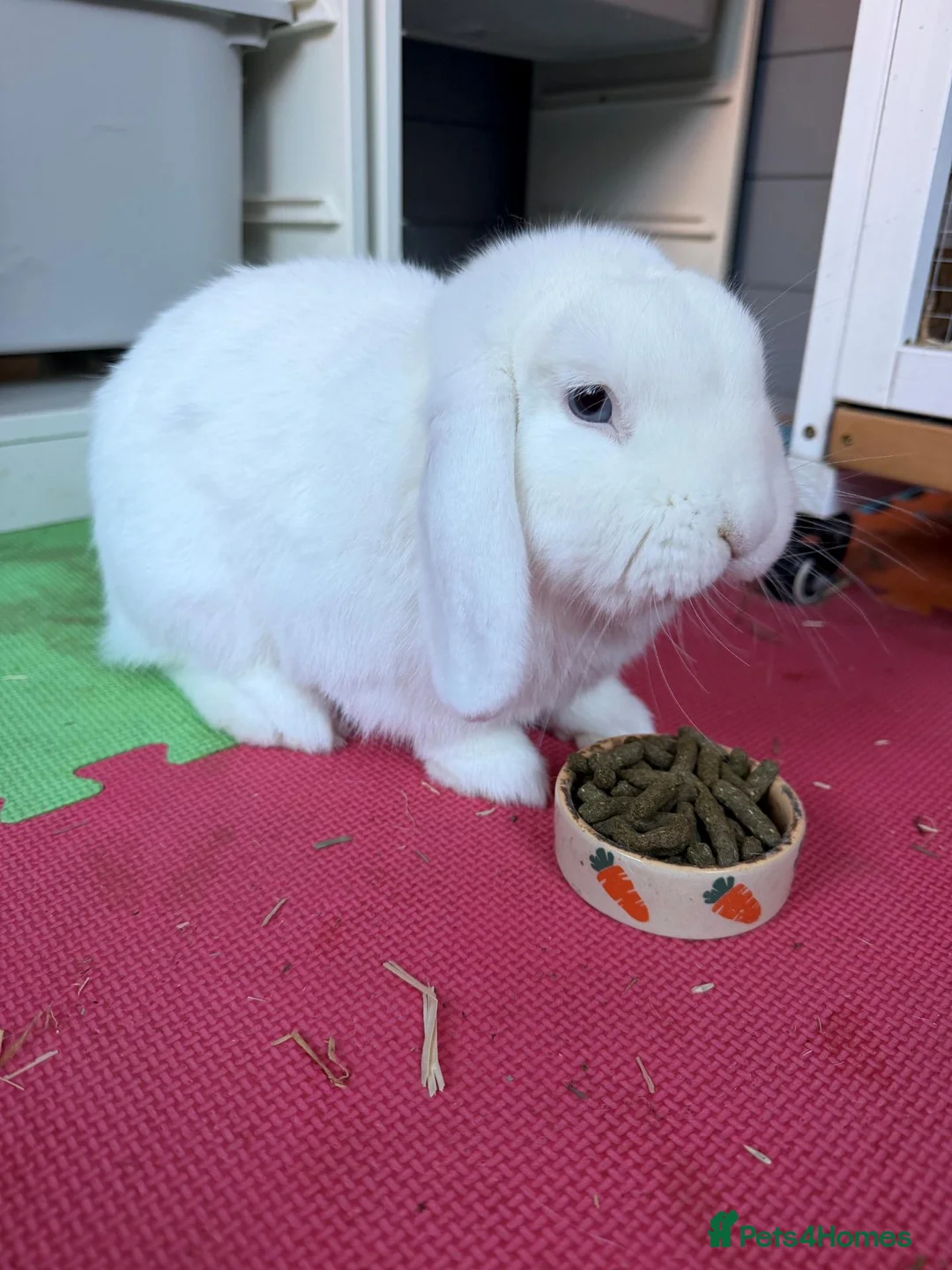 Dwarf Lop rabbits for sale: White dwarf lop in Addlestone - Advert 1