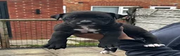 Cane Corso dogs for sale: DeBella Cane Corso Pups - Advert 14