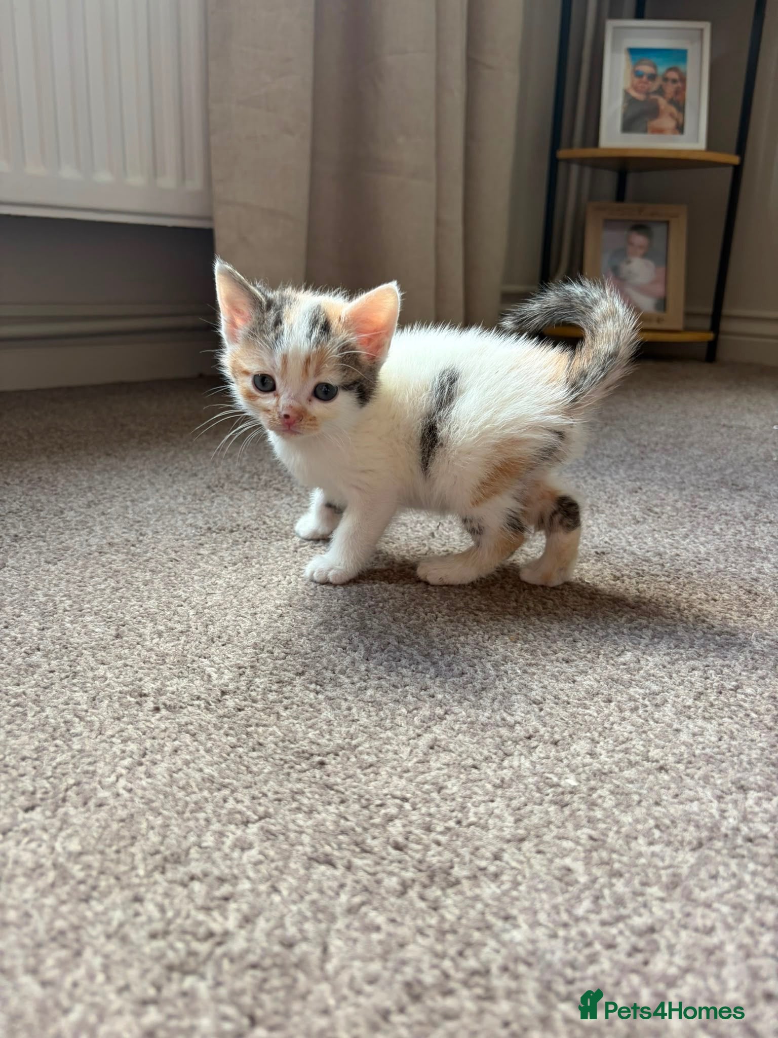 Mixed Breed cats 3 Kittens looking for their loving home!  - Advert 5