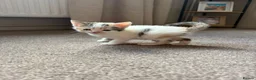 Mixed Breed cats for sale: 3 Kittens looking for their loving home!  - Advert 1