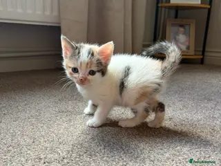 Mixed Breed cats 3 Kittens looking for their loving home! - Advert 1