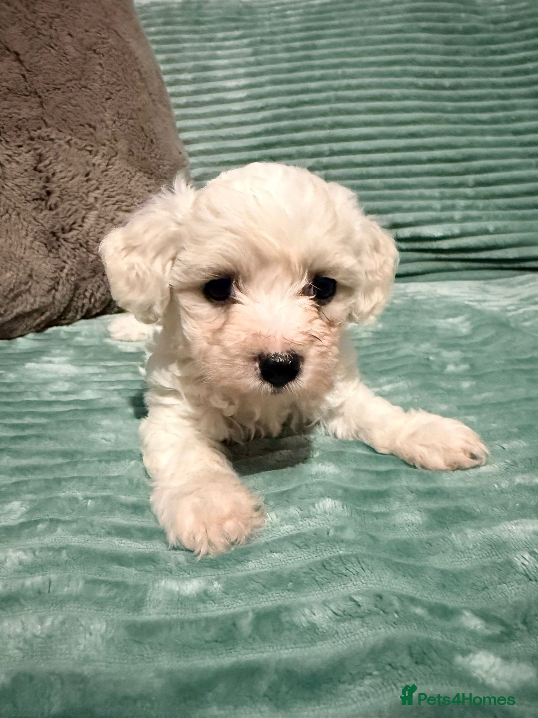 Bichon Frise dogs for sale: Pure BREED Bichon Frise - Advert 8