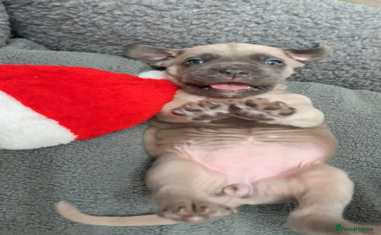 Cane Corso dogs CANE CORSO TOP QUALITY STRAJANO BLOODLINE FERMINTO - Advert 1