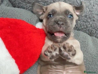 Cane Corso dogs CANE CORSO TOP QUALITY STRAJANO BLOODLINE FERMINTO - Advert 1