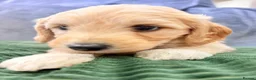 Mini Goldendoodle dogs for sale: Mini Goldendoodles from Therapy dog mom - Advert 33