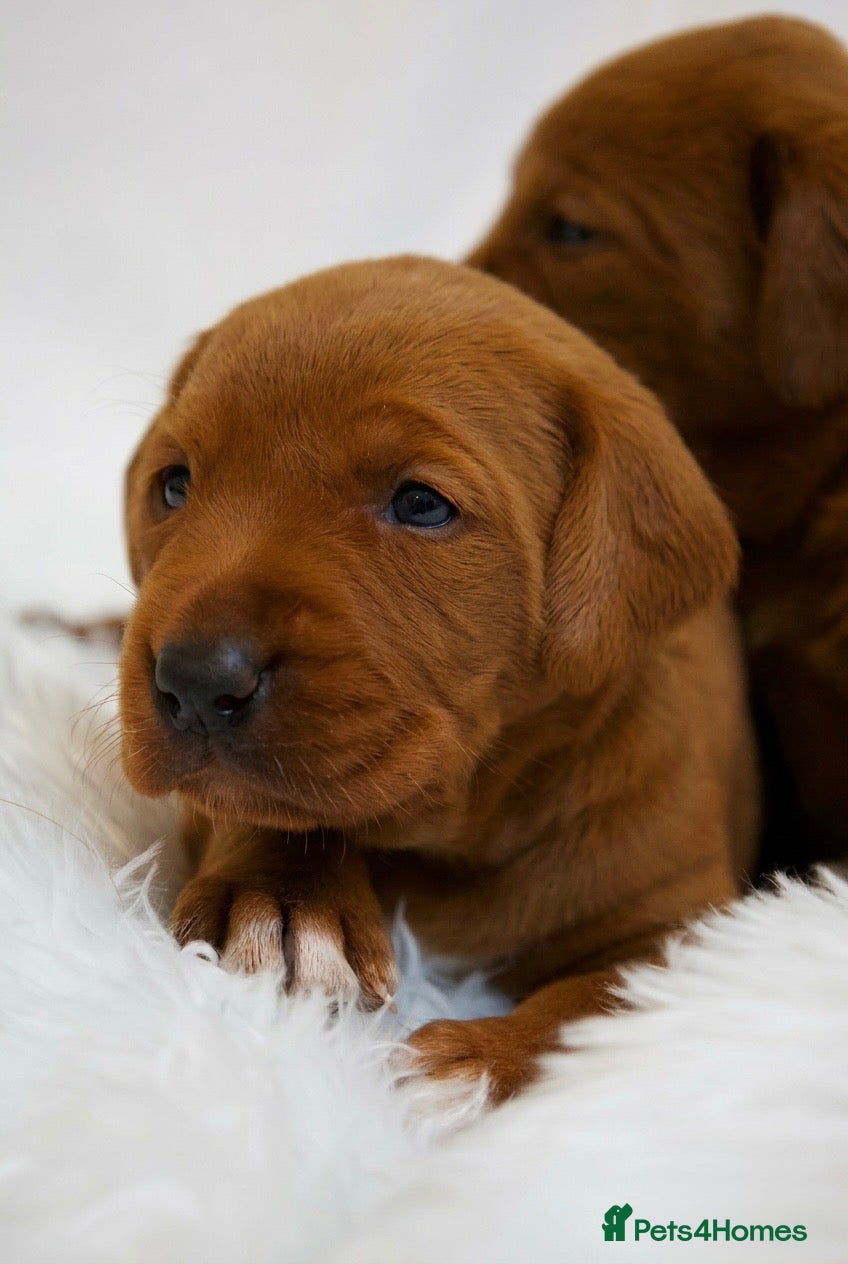 Labrador Retriever dogs One girl ready now super fully health tested reds  - Advert 1