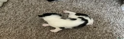 Mixed Breed cats for sale: Cute kittens - Advert 6