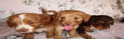Cockapoo dogs for sale: Beautiful cocker poo puppies available  in Havercroft - Advert 13