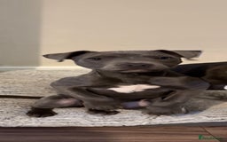 Staffordshire Bull Terrier dogs for sale: KC Registered Blue Staff - Girl - Image 2
