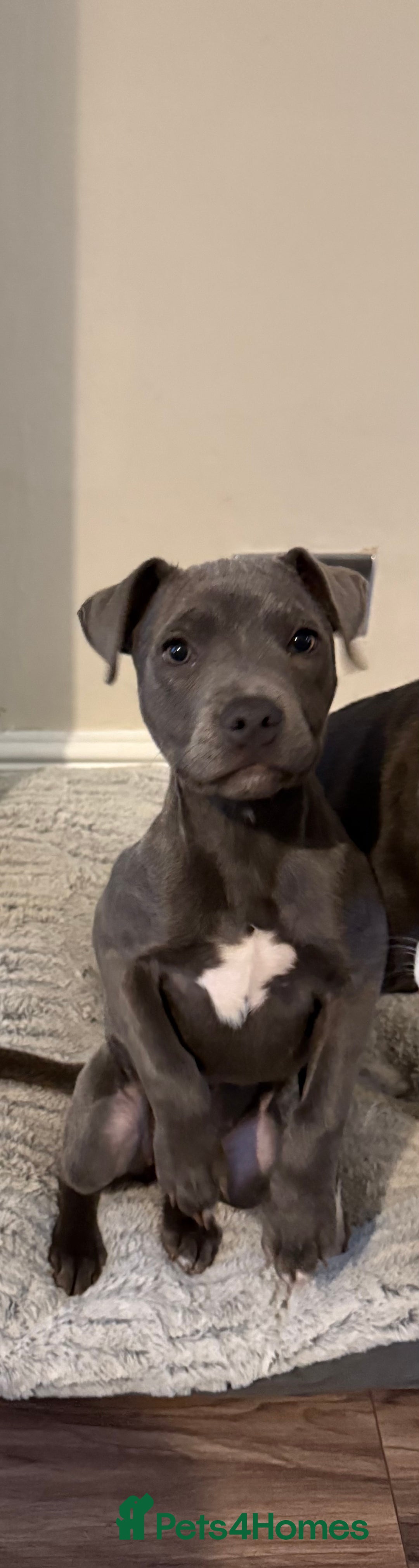 Staffordshire Bull Terrier dogs for sale: KC Registered Blue Staff - Girl - Image 2