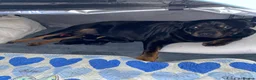 Rottweiler dogs for sale: Rottweiler pups - Advert 1