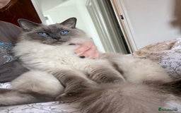 Ragdoll cats for sale: 5 year old Ragdoll cat - Image 3