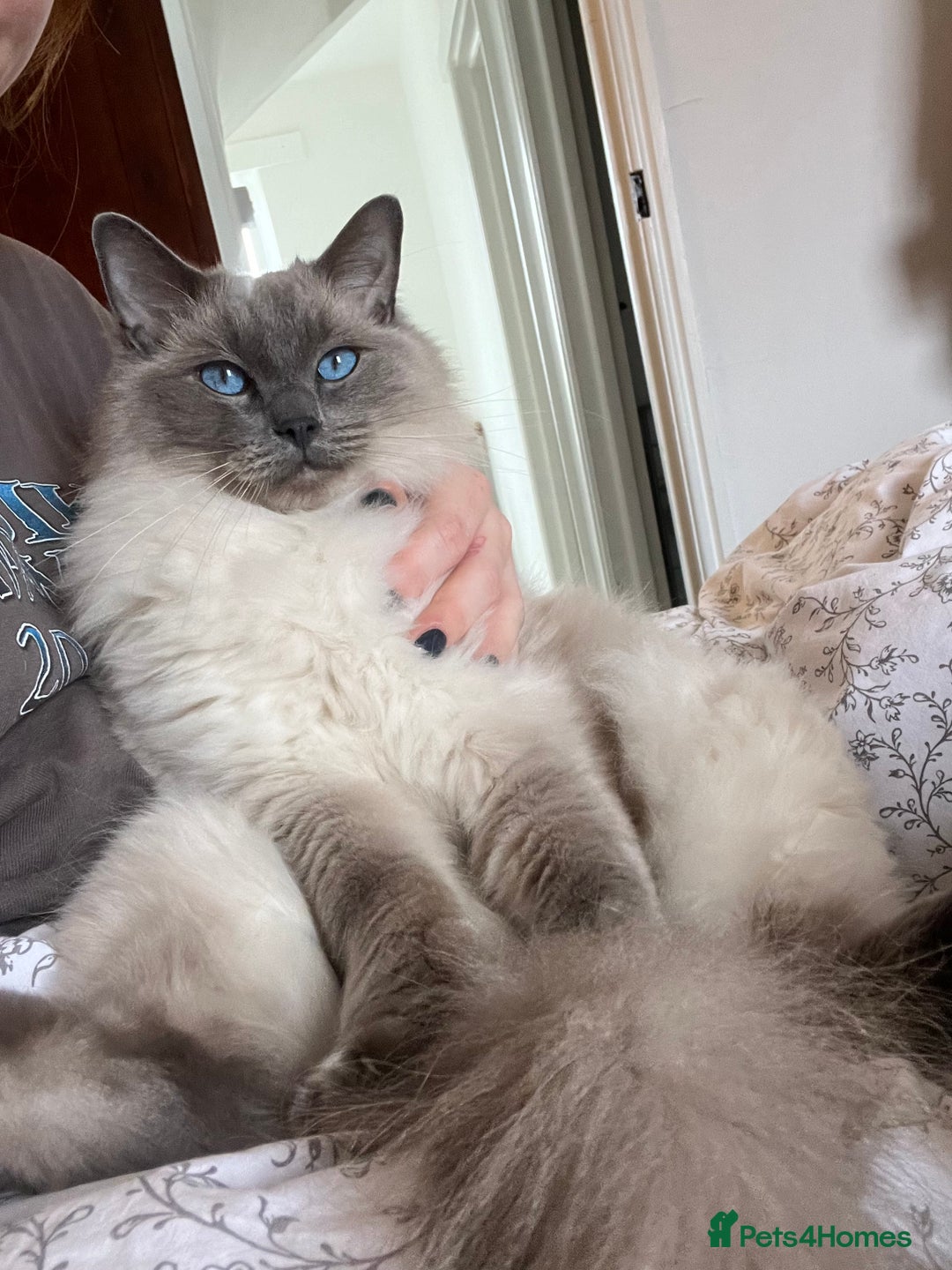Ragdoll cats for sale: 5 year old Ragdoll cat - Image 3