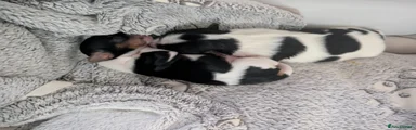 Biewer Terrier 2