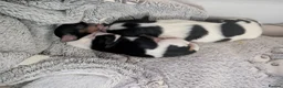 Biewer Terrier dogs for sale: Biewer terrier puppies x 2 boys in Barnet - Advert 4
