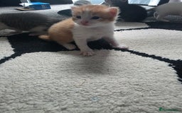 Mixed Breed cats for sale: Beautiful kittens  - Image 1