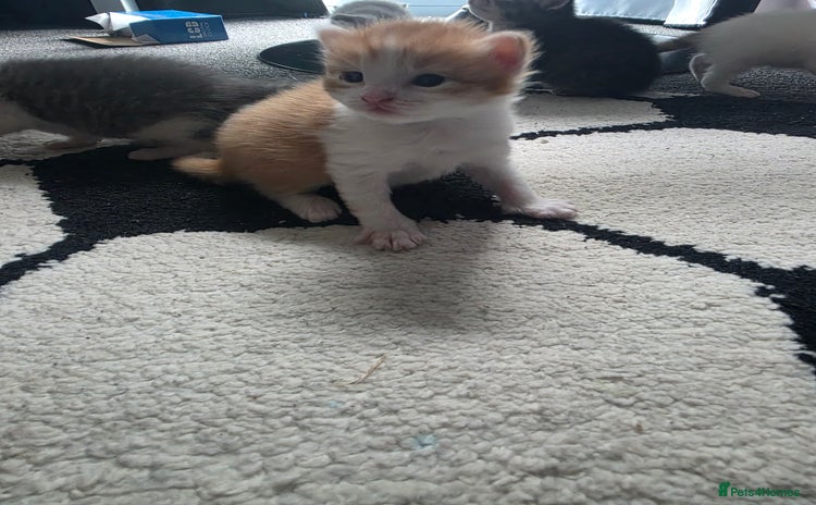 Mixed Breed cats - Advert 1