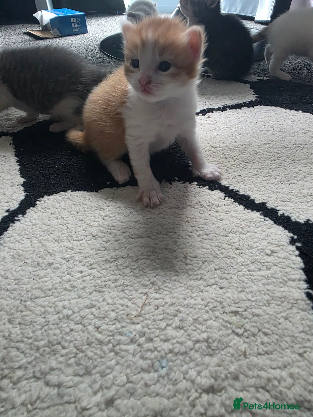 Mixed Breed cats for sale: Beautiful kittens  - Image 1