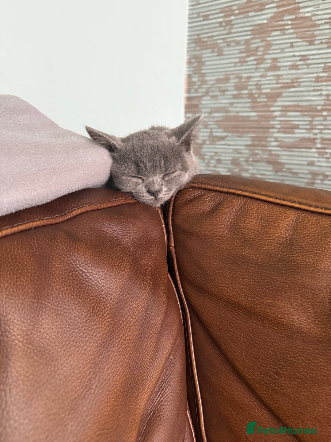 British Shorthair cats for sale: Cute male British shorthair for sale  - Image 5