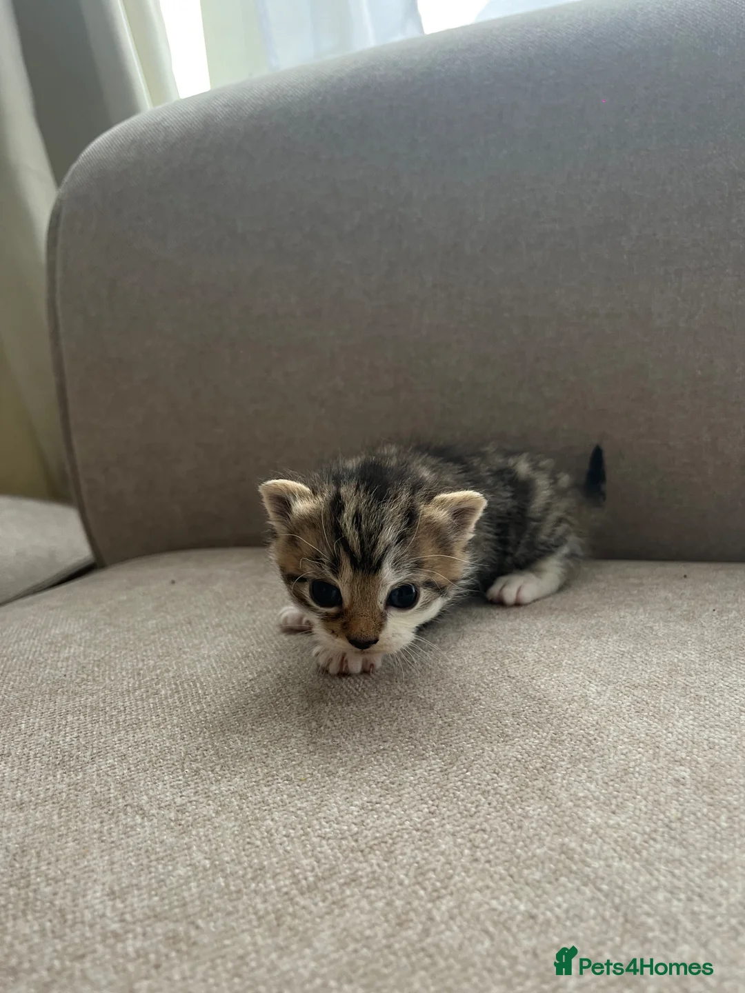 Mixed Breed cats for sale: 1 boy 1 girl ready start of may  - Advert 15