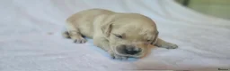 Golden Retriever dogs for sale: KC Registered Show Line Golden Retriever Puppies - Advert 17