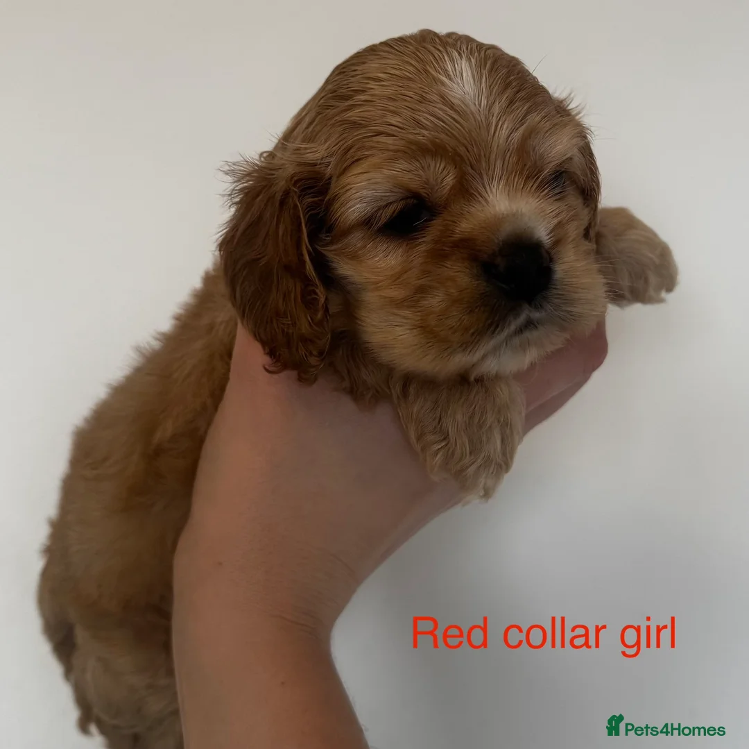 American Cocker Spaniel dogs for sale: 🐾KC, Health tested American cocker spaniels🐾 - Advert 9