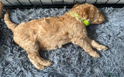 Australian Labradoodle dogs for sale: Genuine Australian Labradoodle (not poodle-lab mix in Wallington - Image 30