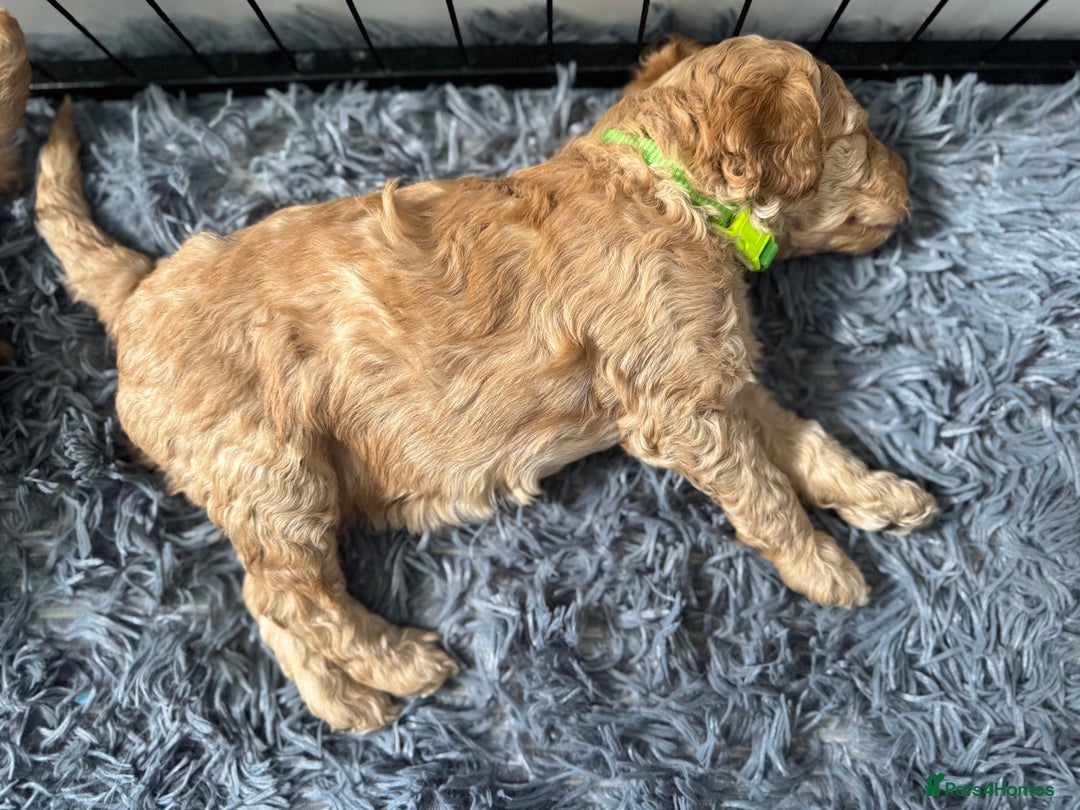 Australian Labradoodle dogs for sale: Genuine Australian Labradoodle (not poodle-lab mix in Wallington - Image 30