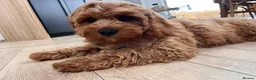 Cavapoo dogs for sale: Cavapoo boy - Advert 10