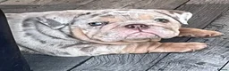 English Bulldog dogs for sale: Lilac & tan merle girl English bulldog ready now - Advert 4