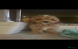 Maltipoo dogs for sale: Maltipoo puppies for sale  - Image 10
