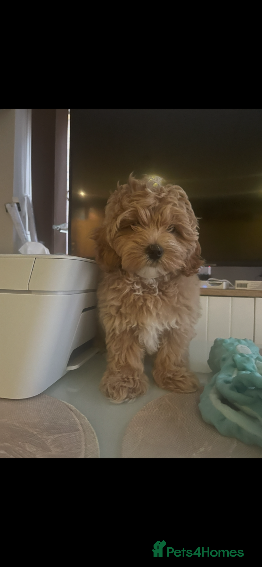 Maltipoo dogs for sale: Maltipoo puppies for sale  - Image 10