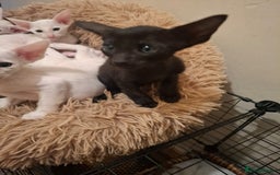 Oriental cats for sale: Stunning oriental kittens  - Image 5
