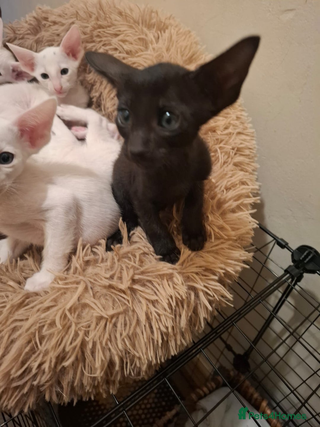 Oriental cats for sale: Stunning oriental kittens  - Image 5