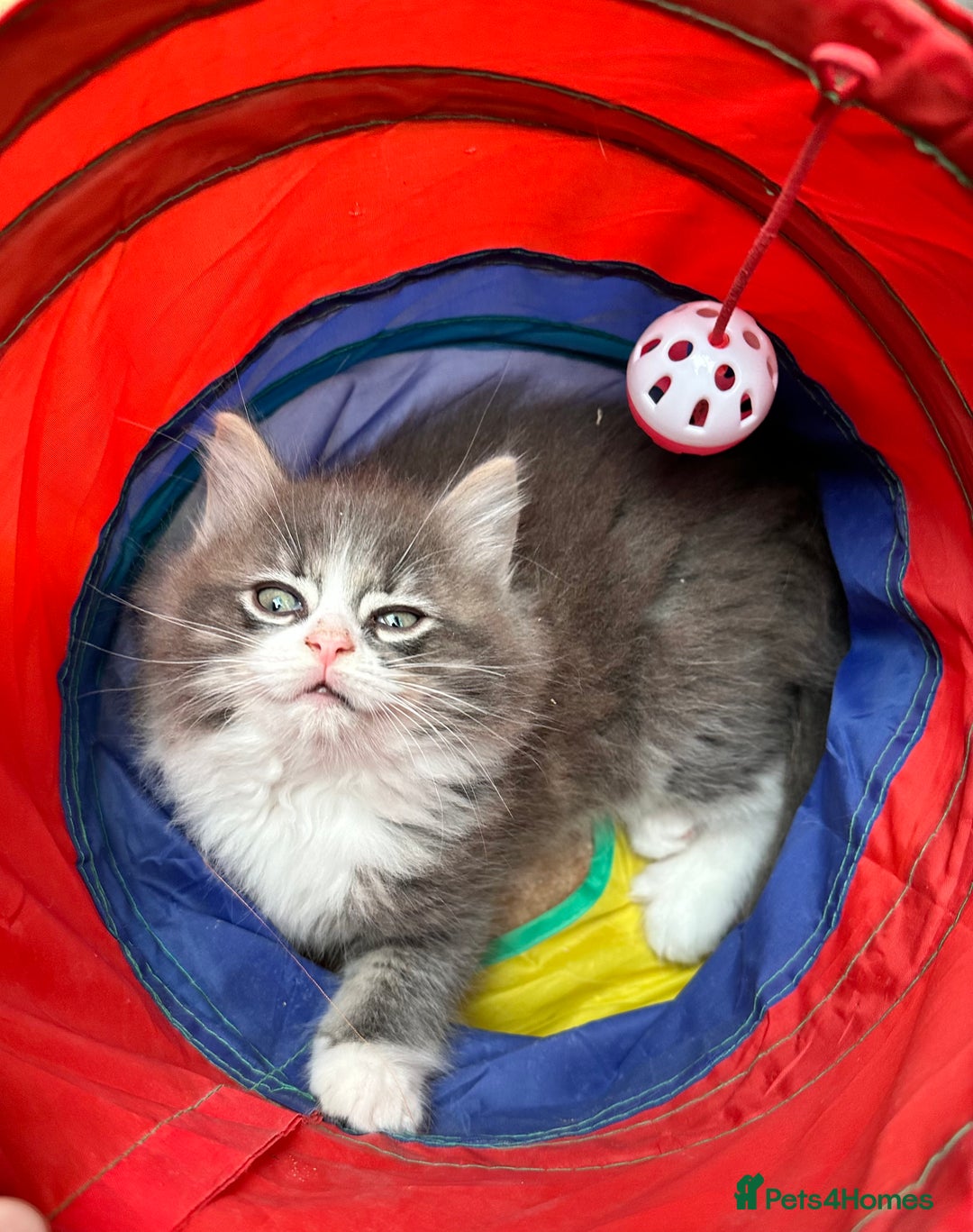 Norwegian Forest Cat cats for sale: 7 Exceptionally beautiful Norwegian Forest kittens - Advert 40