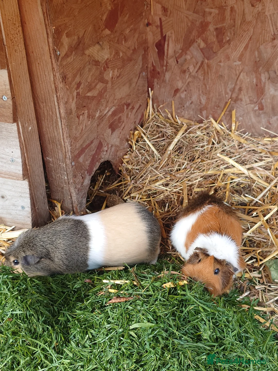 Guinea Pig rodents for sale: Guinea pigs F/M - Advert 3