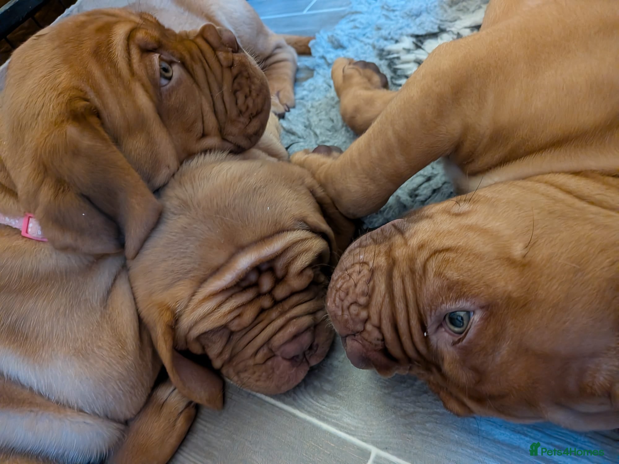 Dogue De Bordeaux dogs Pedigree chunky pups ready on Tuesday  - Advert 4