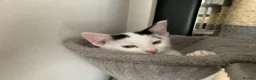Mixed Breed cats for sale: Beautiful Mixed Kittens x5 - Microchipped - READY - Advert 6
