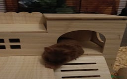 Hamster rodents for sale: 6months old friendly male hamster "billy" - Image 4