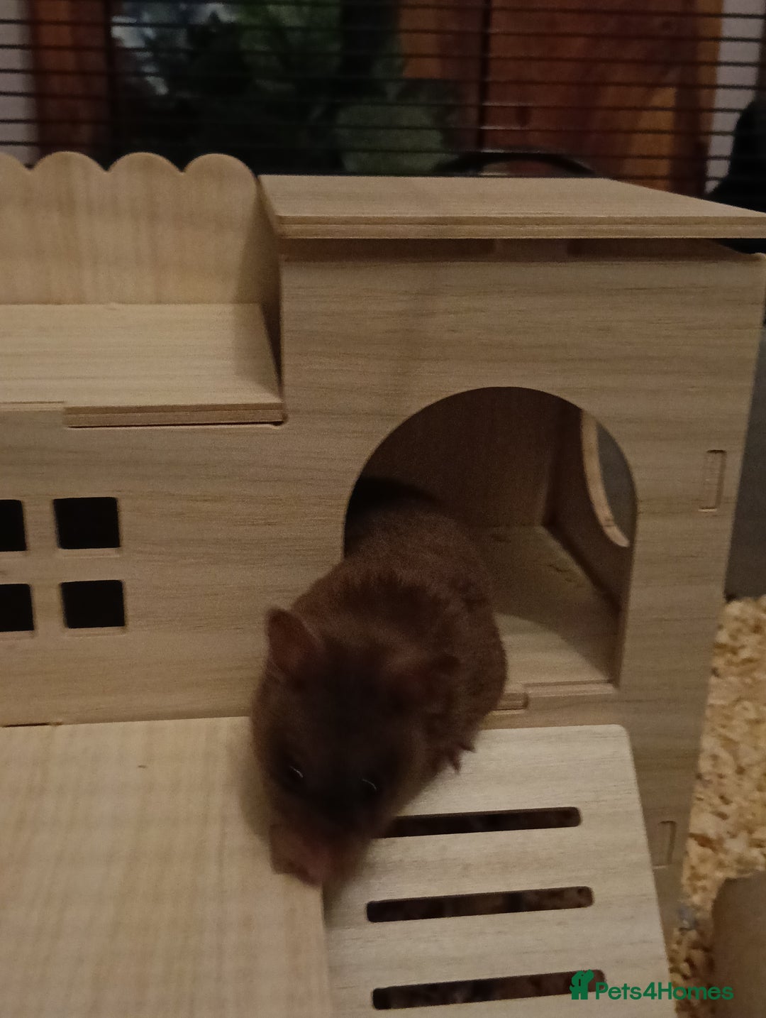 Hamster rodents for sale: 6months old friendly male hamster "billy" - Image 4